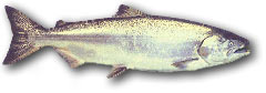 Chinook Salmon