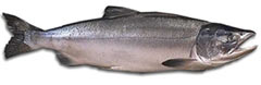 Chum Salmon