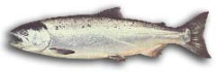 Coho Salmon