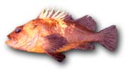 Quill Back Rock Fish